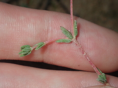 Frankenia pauciflora