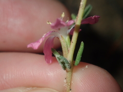 Frankenia pauciflora