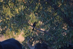 Dicrurus adsimilis