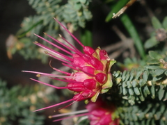 Darwinia oldfieldii
