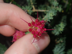 Darwinia oldfieldii