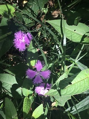 Dianthus longicalyx