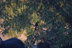 Dicrurus adsimilis