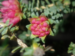Darwinia oldfieldii