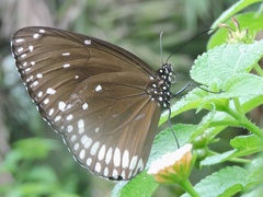 Euploea klugii