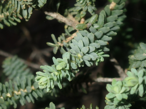 Darwinia oldfieldii, photograph 6