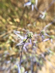 Eryngium creticum