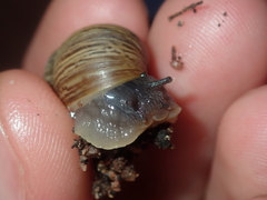 Bothriembryon wagoeensis