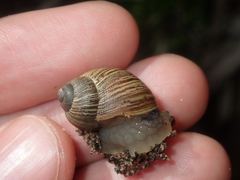 Bothriembryon wagoeensis