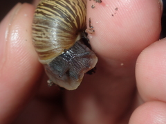 Bothriembryon wagoeensis