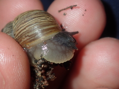 Bothriembryon wagoeensis