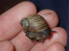 Bothriembryon wagoeensis