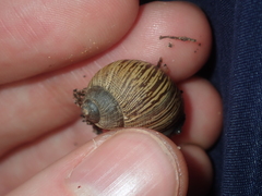 Bothriembryon wagoeensis