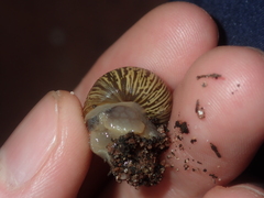 Bothriembryon wagoeensis