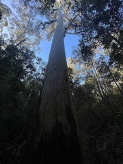 Eucalyptus deanei