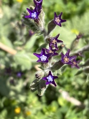 Anchusa hybrida