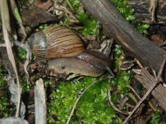 Bothriembryon wagoeensis