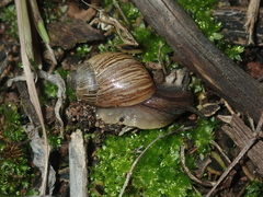 Bothriembryon wagoeensis