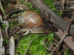 Bothriembryon wagoeensis