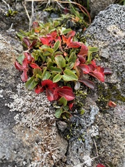 Salix herbacea