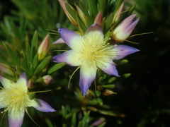 Calytrix depressa