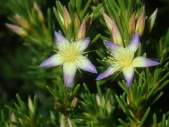 Calytrix depressa