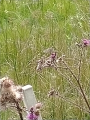 Argynnis paphia