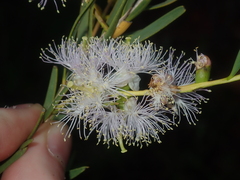 Melaleuca radula