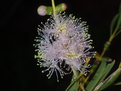 Melaleuca radula