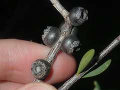 Melaleuca radula