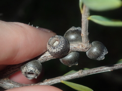 Melaleuca radula