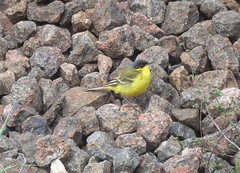 Motacilla flava feldegg