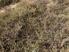 Frankenia pauciflora