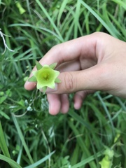 Codonopsis kawakamii