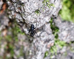 Camponotus vagus
