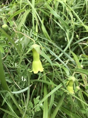 Codonopsis kawakamii