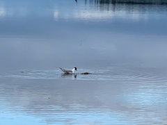 Hydrocoloeus minutus