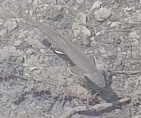 Salvelinus fontinalis