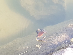 Ichthyosaura alpestris alpestris