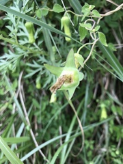 Codonopsis kawakamii