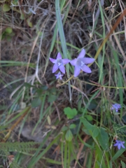Campanula lusitanica