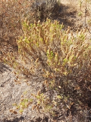 Lavandula viridis