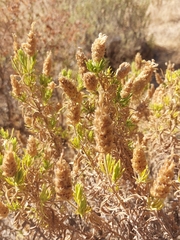 Lavandula viridis