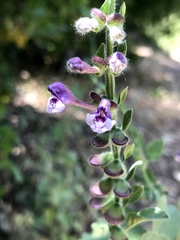 Scutellaria altissima