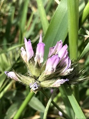 Bituminaria bituminosa