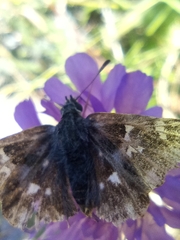 Muschampia floccifera