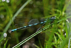 Coenagrion hastulatum