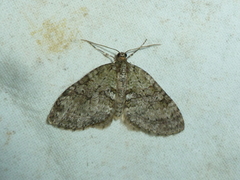 Chloroclysta siterata