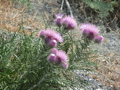 Ptilostemon echinocephalus