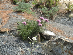Ptilostemon echinocephalus
